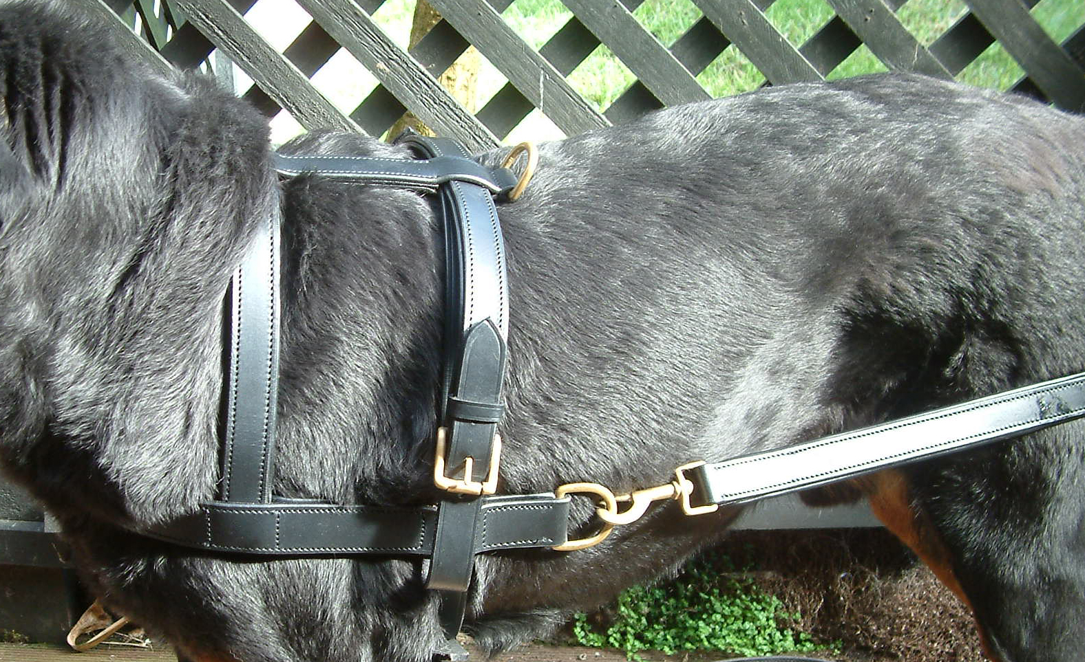 Dog Harness Carting/Drafting Leather