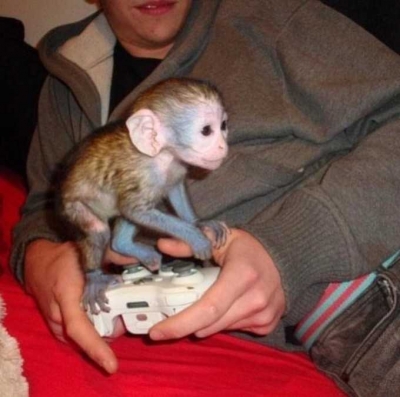 male and female capuchin monkeys for sale