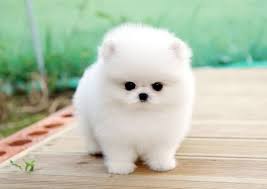 Healthy teacup pomeranian puppies