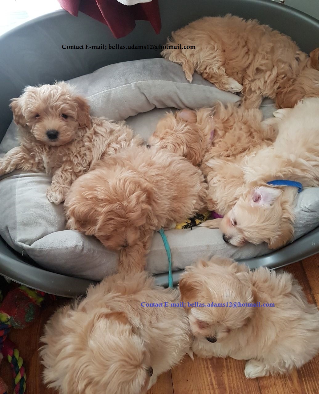 Mignone Little Male and Female Maltipoo Puppies Available