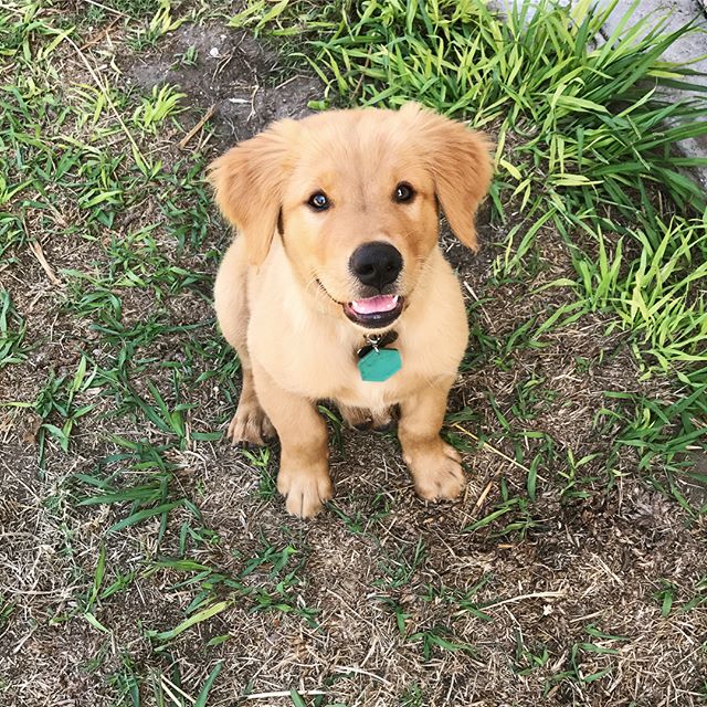 Golden Retriever Puppies