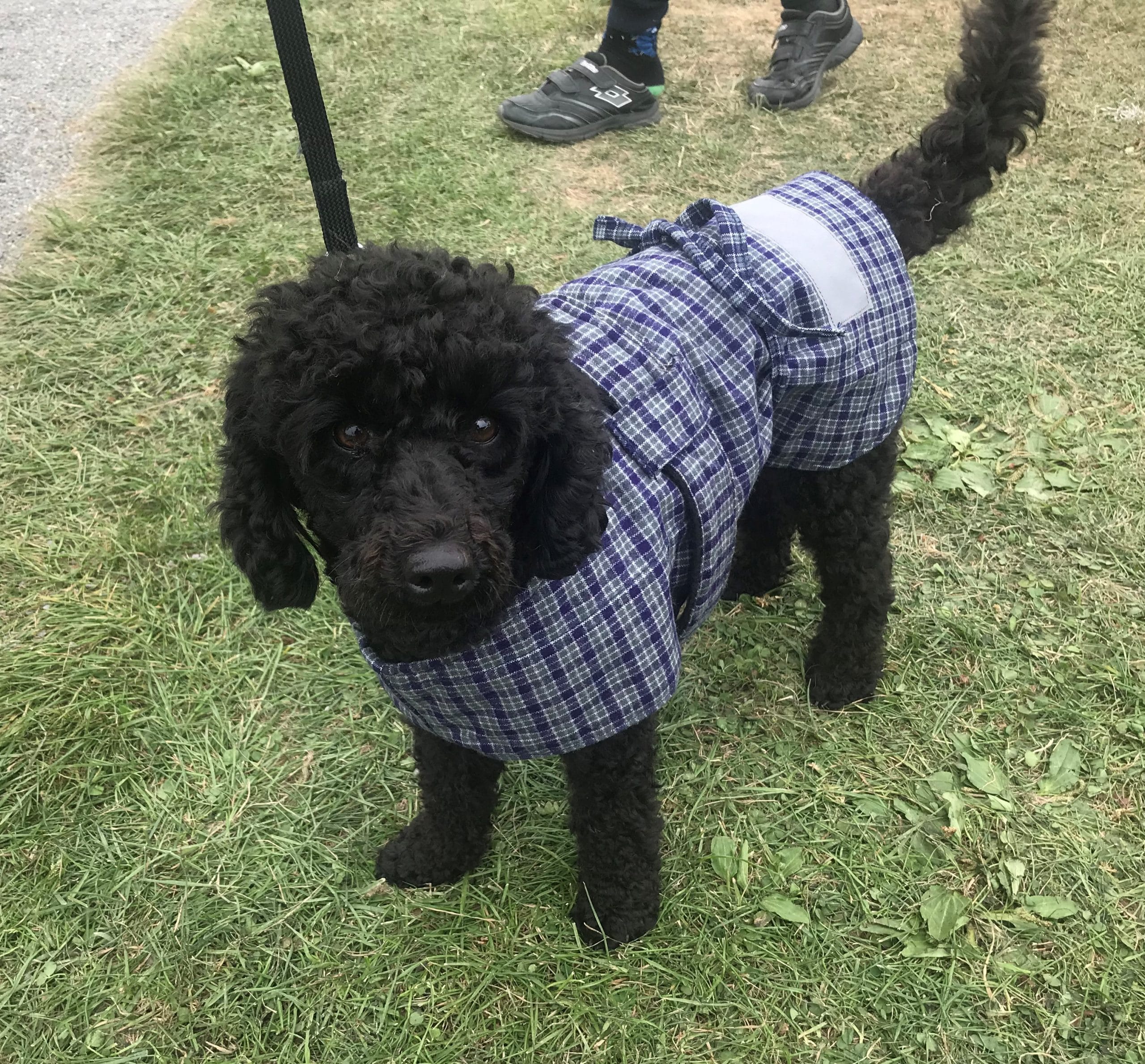 Dog Jacket Cotswool Small 35cm