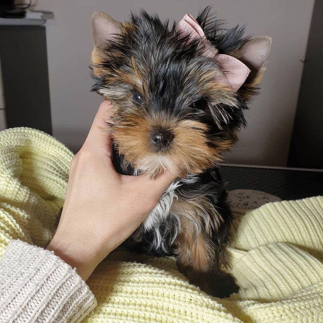 Yorkie puppy