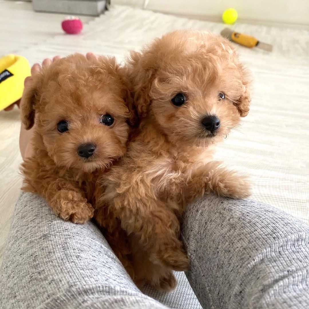 Tea cup puppies