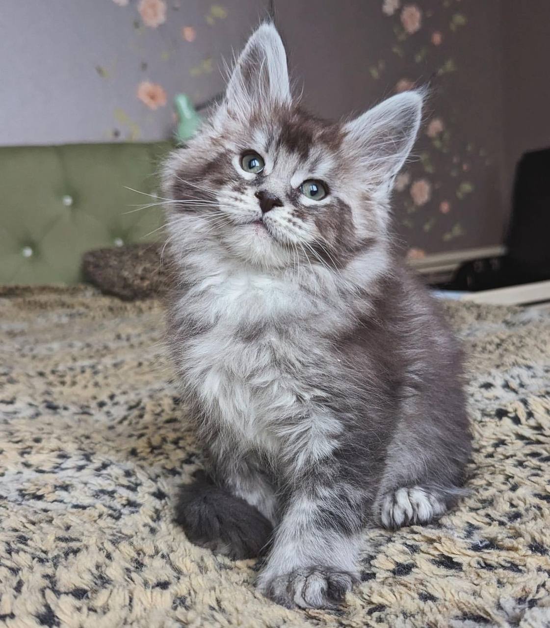 Kitten