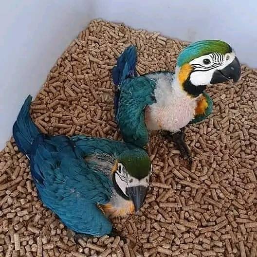 Macaw Parrots and Parrot Eggs