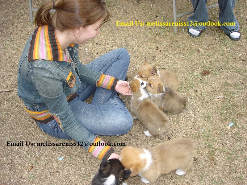 Very Friendly and Socialized Corgi Puppies Ready Now