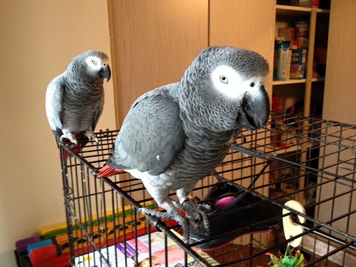 Male&female African Grey parrots available