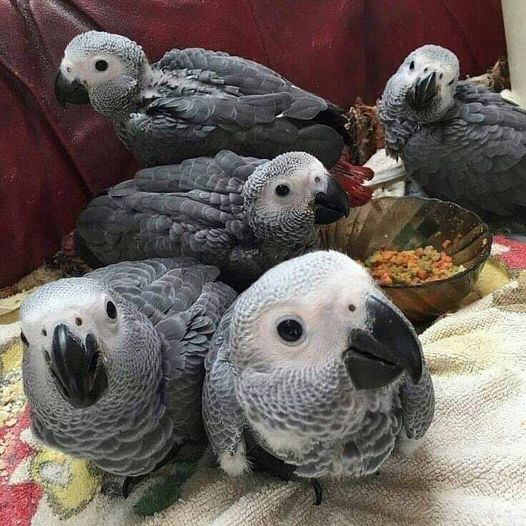 Hand raised African Grey parrots for sale
