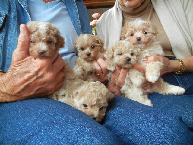 Well Trained and Socialized Maltipoo Puppies