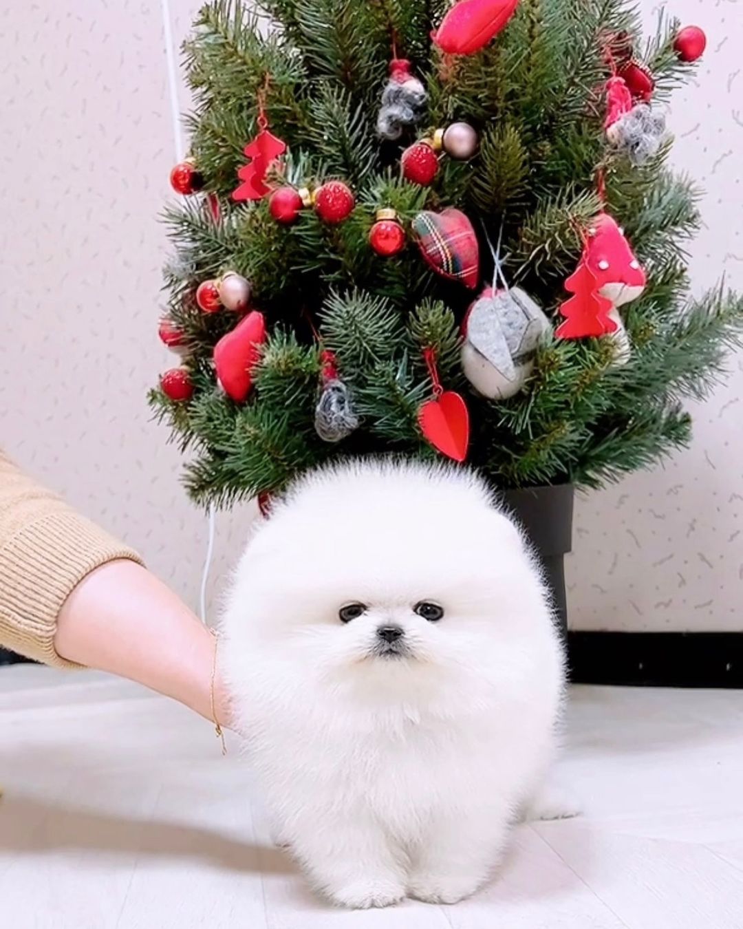 Teacup Pomeranian puppy