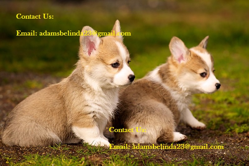 Adorable Short Nose Corgi Puppies Ready