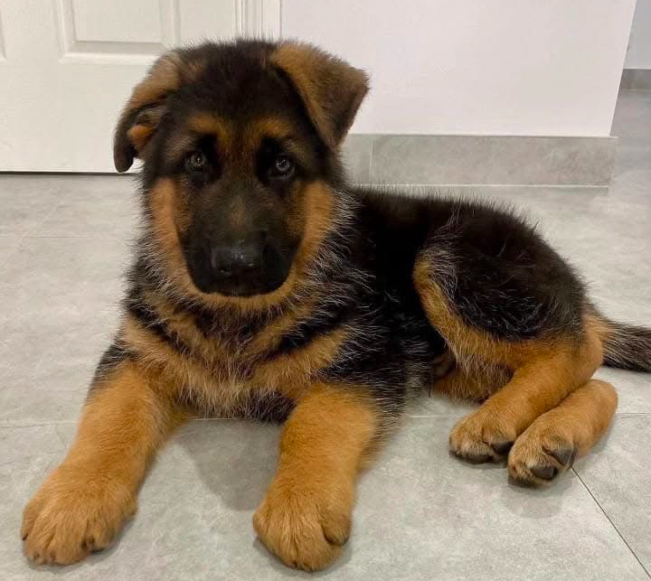 Quality German Shepherd puppies