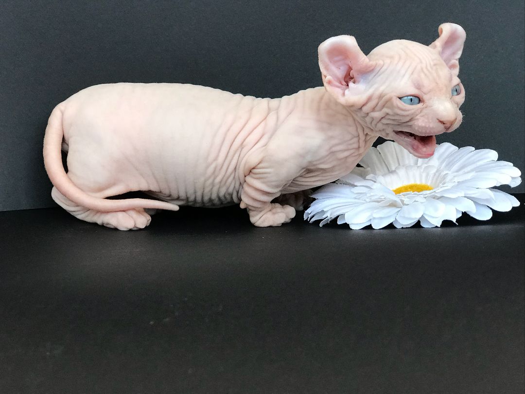 Sphynx Kittens now available Carol And Jason
