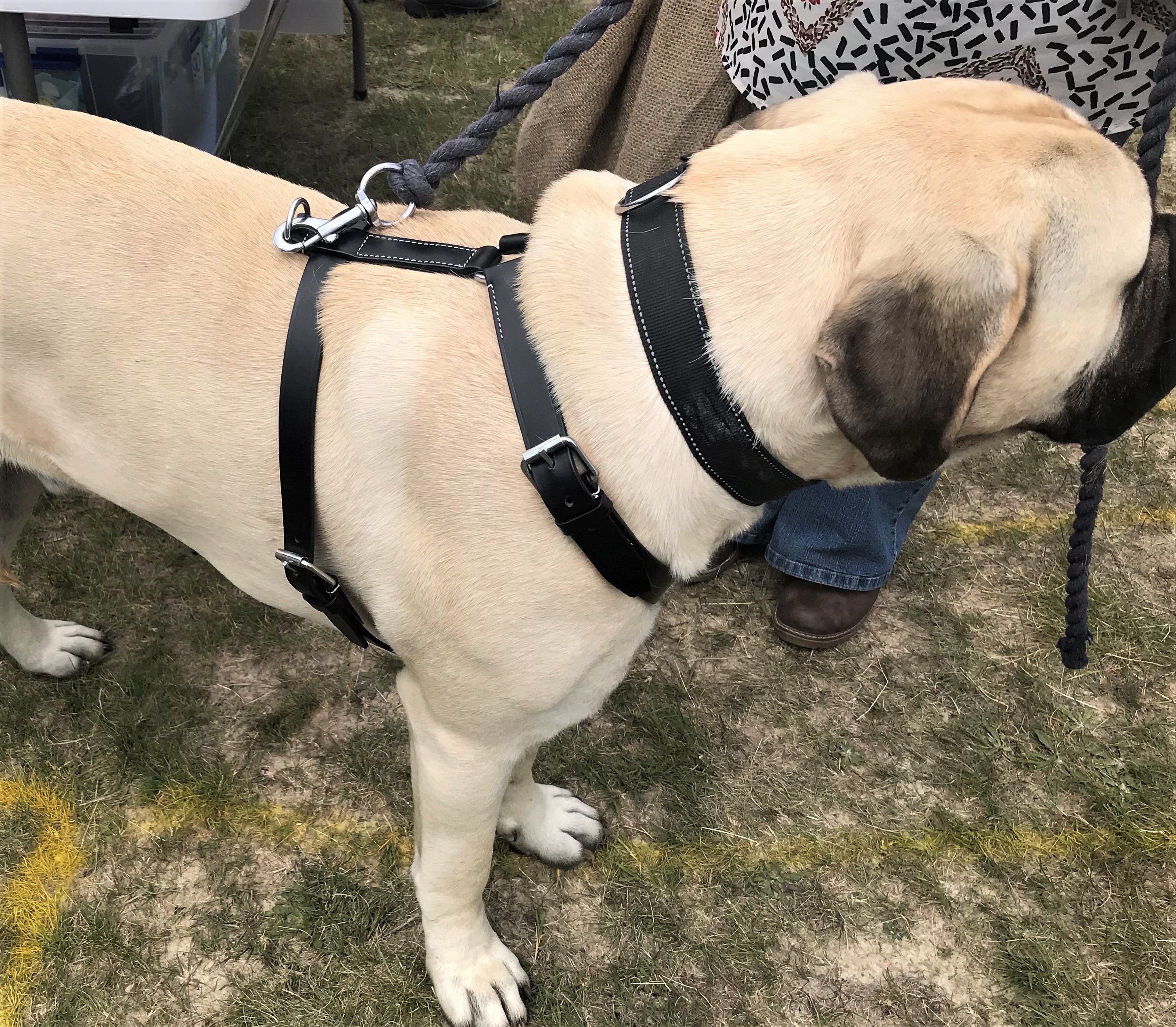 Dog Harness Tracking Working