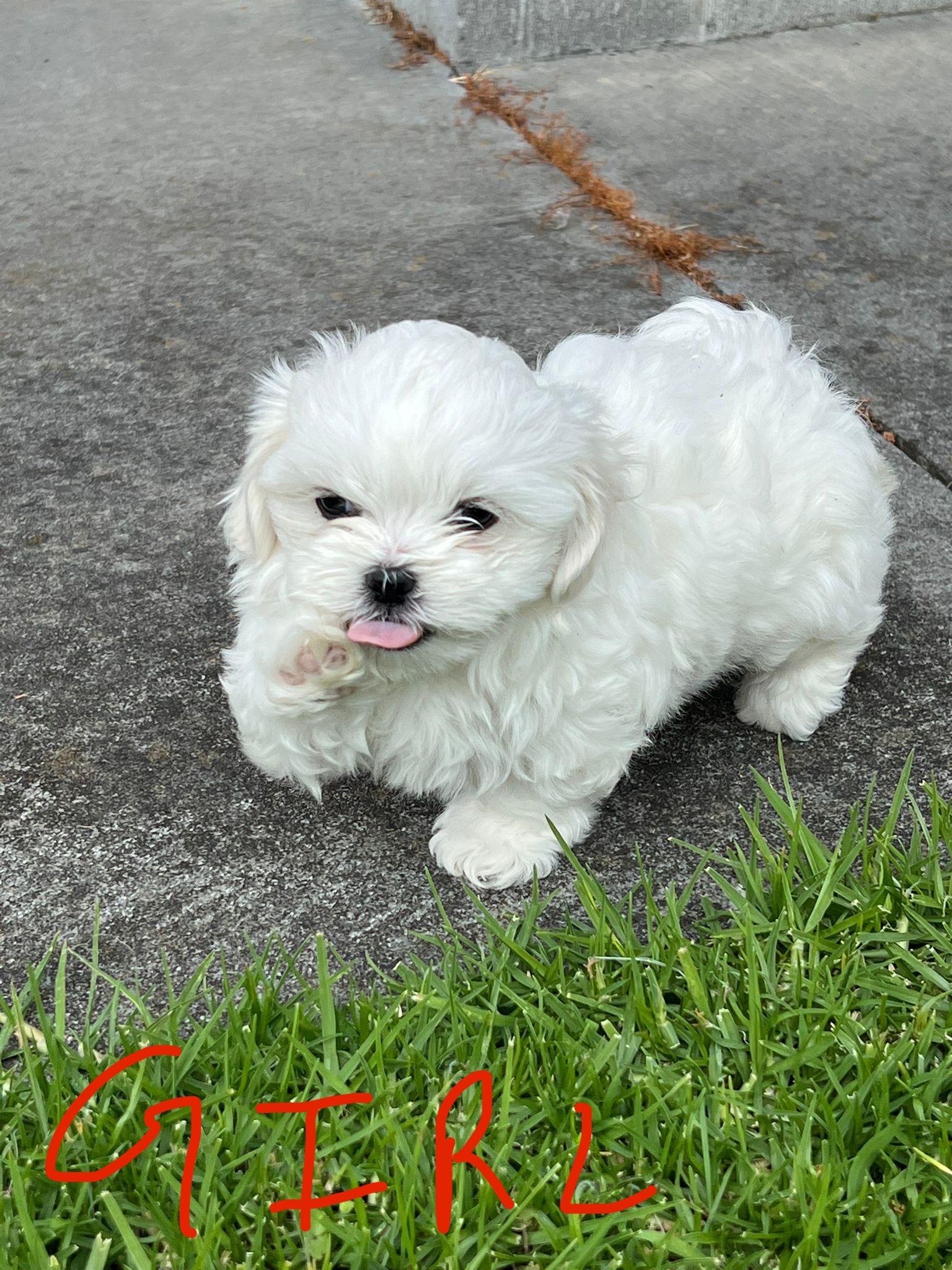 Shih Tzu