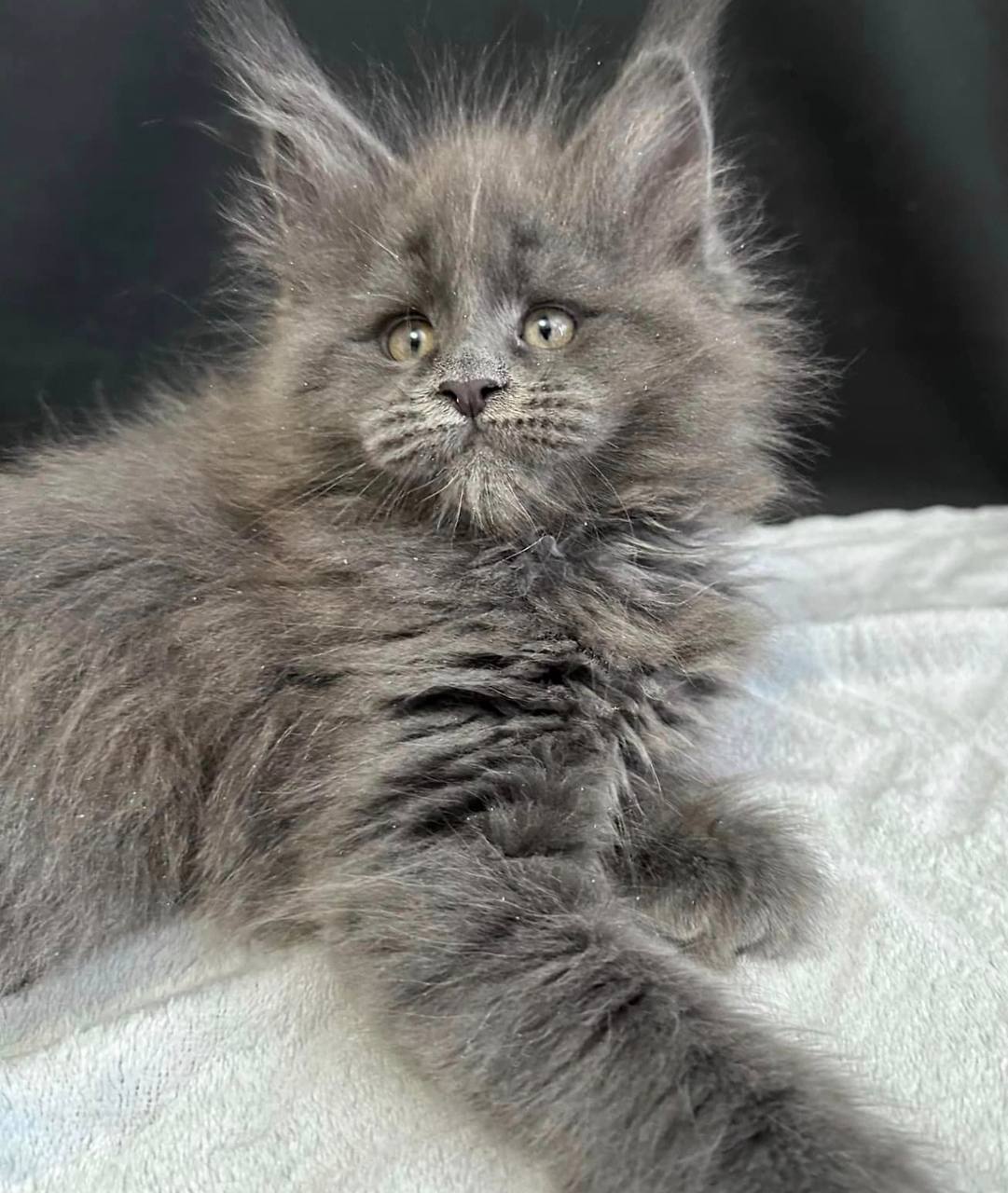 Kitten