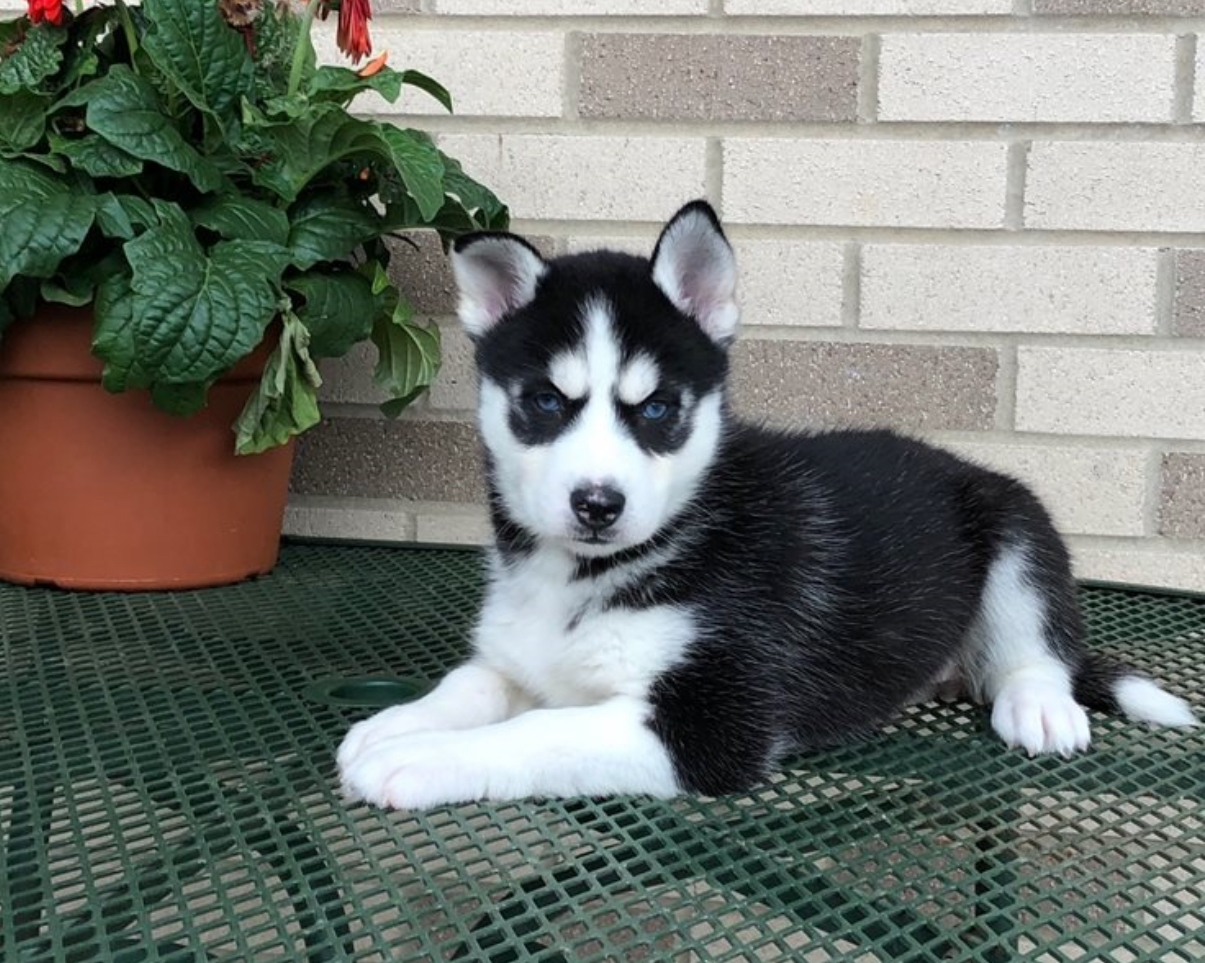 Adorable Siberian Husky Puppy.