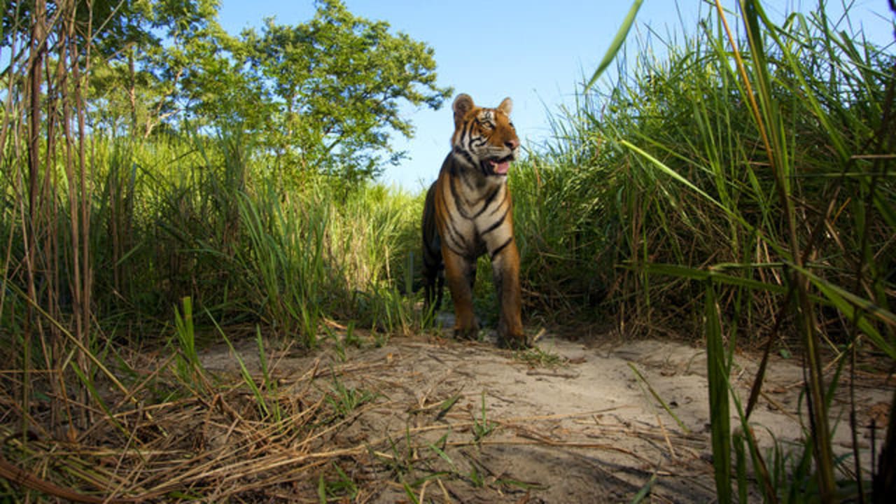 LOST LAND OF THE TIGER TUESDAY 21 SEPTEMBER 9PM BBC1