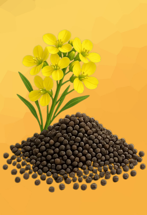 Mustard Oil