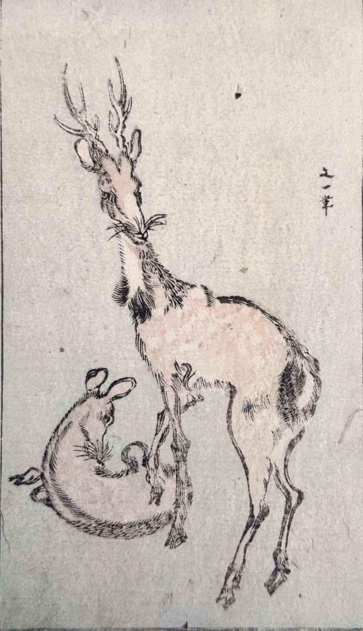 Rare gravure estampe Japon Edo cerf et faon japonisme signé XIXe animalier - Image 1