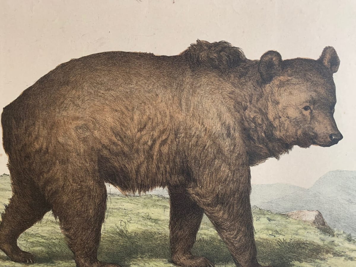Gravure ancienne ours l'enseignement par les yeux animaux école primaire Bears - Image 1