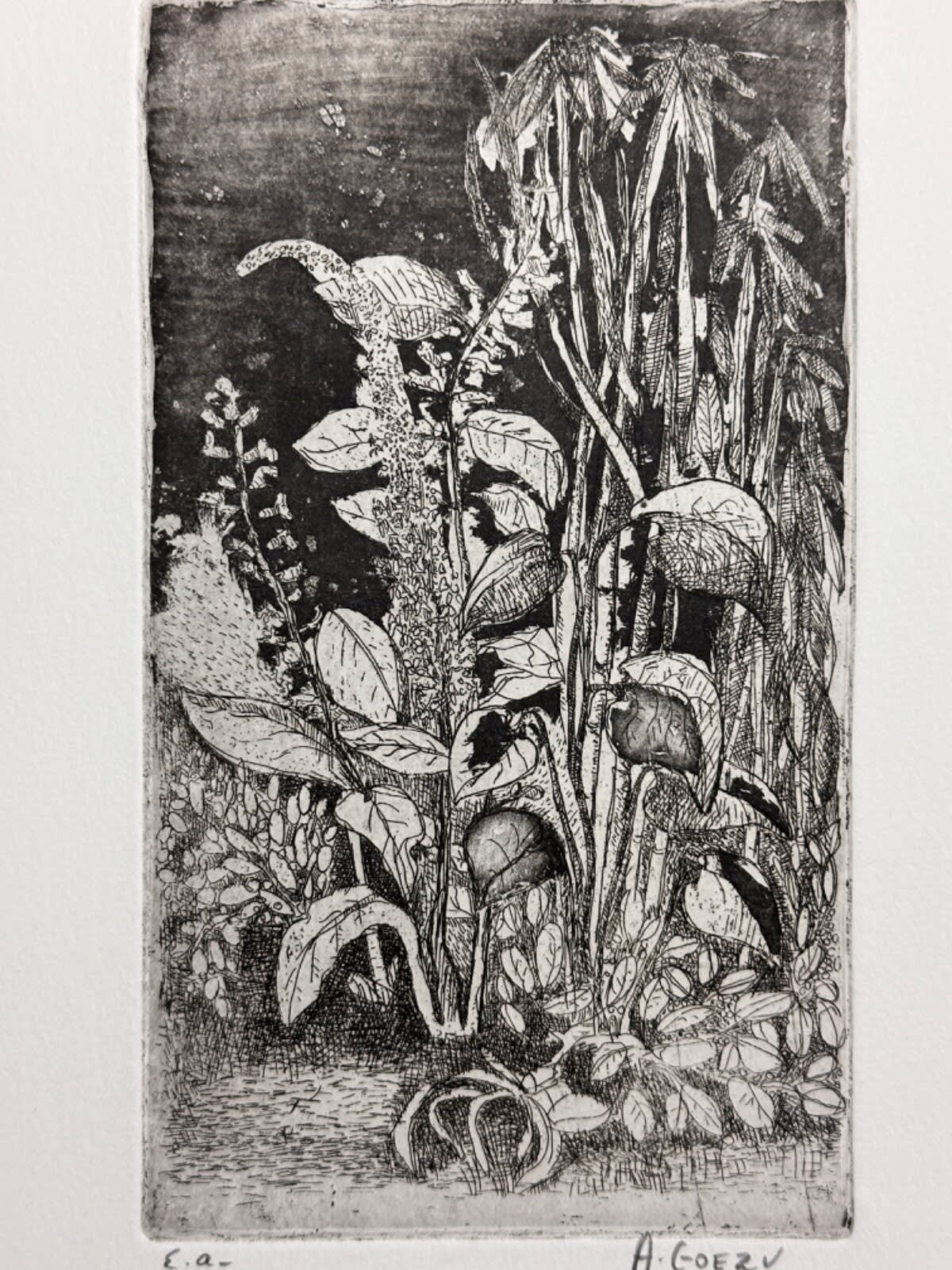 Ancienne gravure épreuve d'artiste André Goezu feuillages école de Paris - Image 1