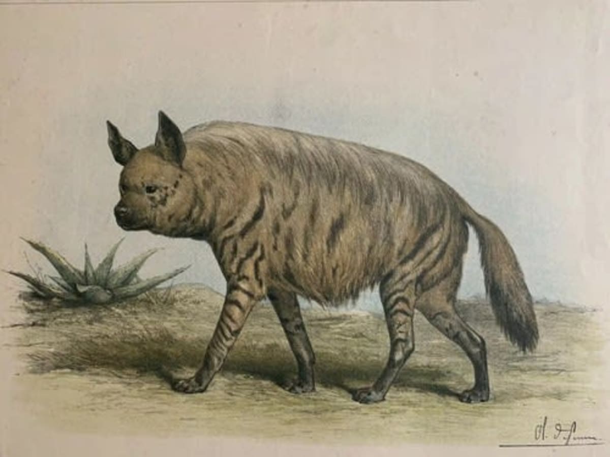 Gravure ancienne Hyène L'enseignement par les yeux Animaux école primaire XIXe - Image 1