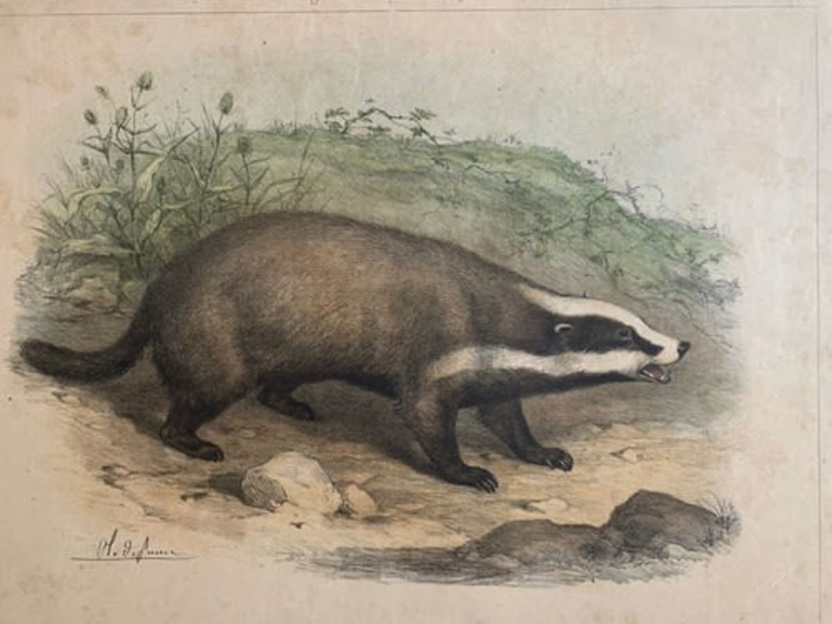 Gravure ancienne blaireau L'enseignement par les yeux Hachette école XIXe - Image 1