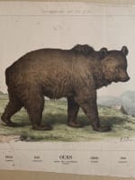 Gravure ancienne ours l'enseignement par les yeux animaux école primaire Bears - Miniature 3