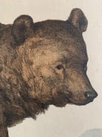 Gravure ancienne ours l'enseignement par les yeux animaux école primaire Bears - Miniature 4