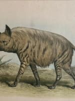 Gravure ancienne Hyène L'enseignement par les yeux Animaux école primaire XIXe - Miniature 1