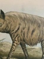 Gravure ancienne Hyène L'enseignement par les yeux Animaux école primaire XIXe - Miniature 3