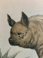 Gravure ancienne Hyène L'enseignement par les yeux Animaux école primaire XIXe - Miniature 4