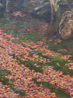 Grand tableau ancien paysage forêt Barbizon Fontainebleau impressionniste Dufau - Miniature 10