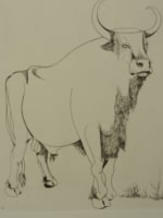 Ancienne gravure Abram Krol musée du Louvres portrait de taureau Pologne - Miniature 2