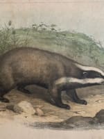 Gravure ancienne blaireau L'enseignement par les yeux Hachette école XIXe - Miniature 1