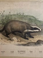 Gravure ancienne blaireau L'enseignement par les yeux Hachette école XIXe - Miniature 2