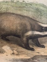 Gravure ancienne blaireau L'enseignement par les yeux Hachette école XIXe - Miniature 3