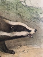 Gravure ancienne blaireau L'enseignement par les yeux Hachette école XIXe - Miniature 4