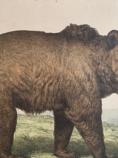 Gravure ancienne ours l'enseignement par les yeux animaux école primaire Bears