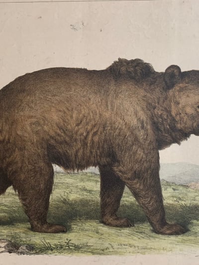 Gravure ancienne ours l'enseignement par les yeux animaux école primaire Bears