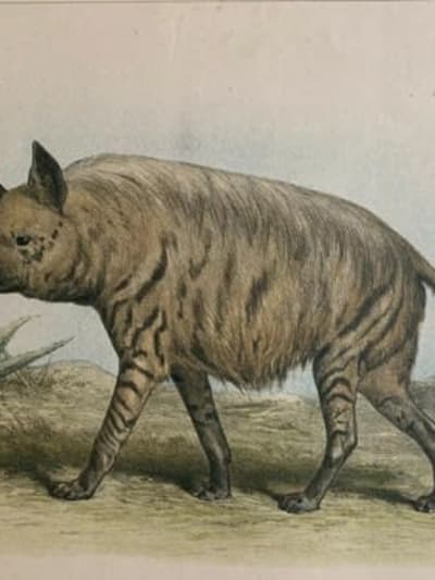 Gravure ancienne Hyène L'enseignement par les yeux Animaux école primaire XIXe