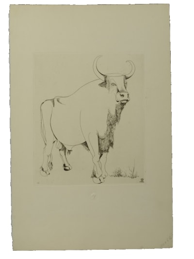 Ancienne gravure Abram Krol musée du Louvres portrait de taureau Pologne