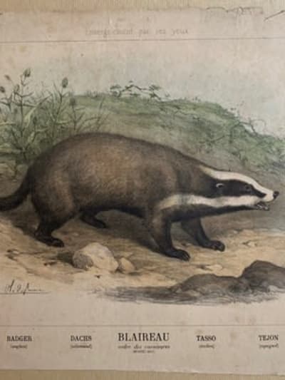 Gravure ancienne blaireau L'enseignement par les yeux Hachette école XIXe