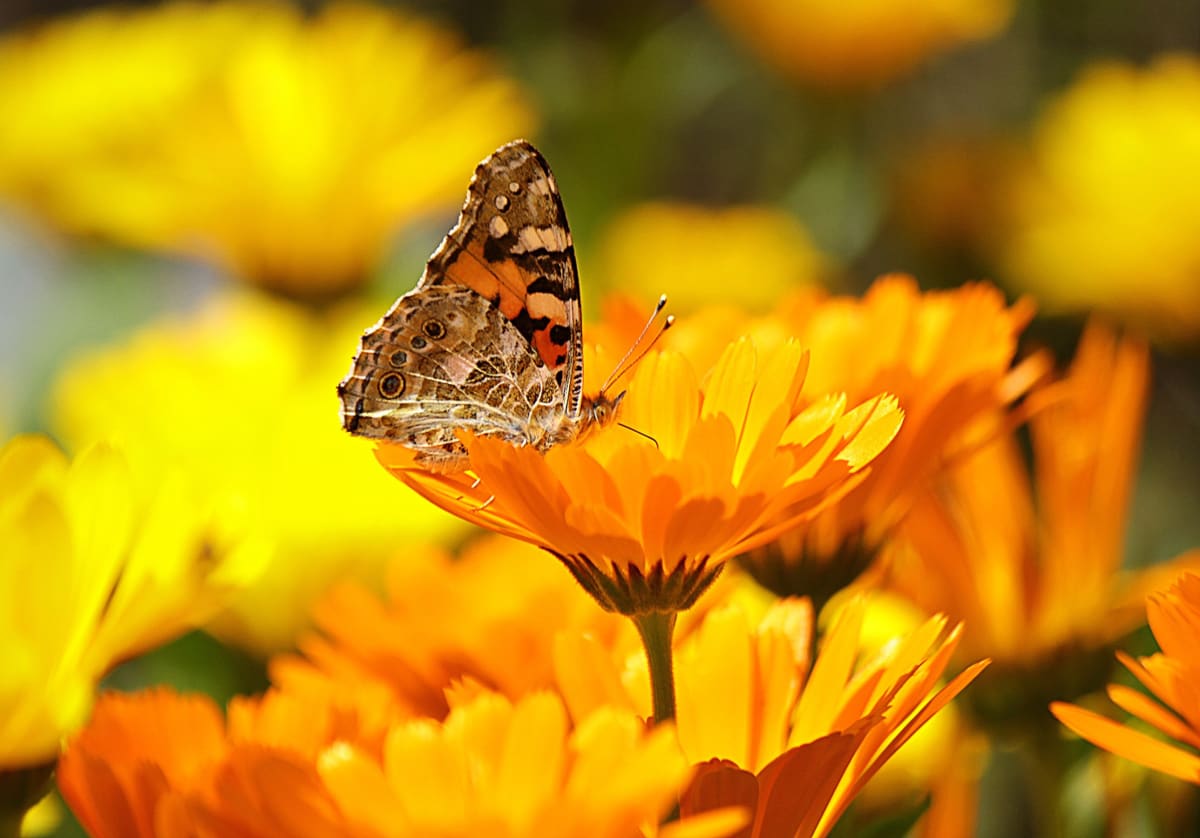 flower seeds for butterflies