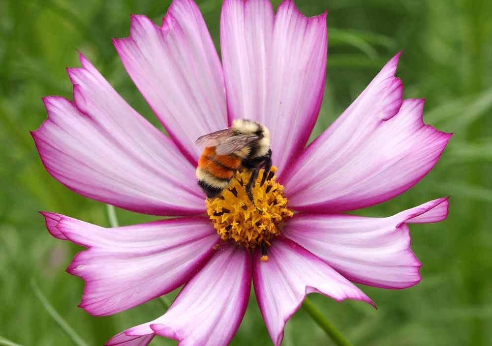 flowers for beneficial insects