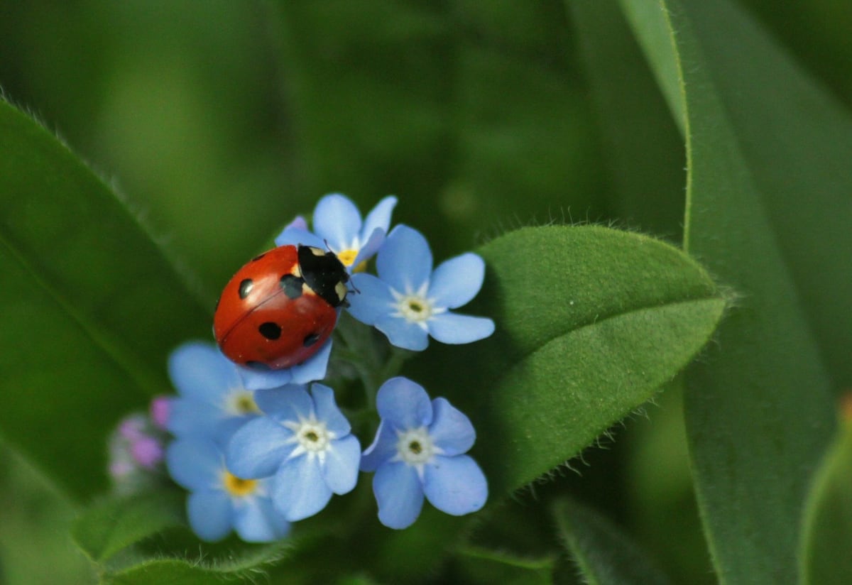 beneficial insects flowers