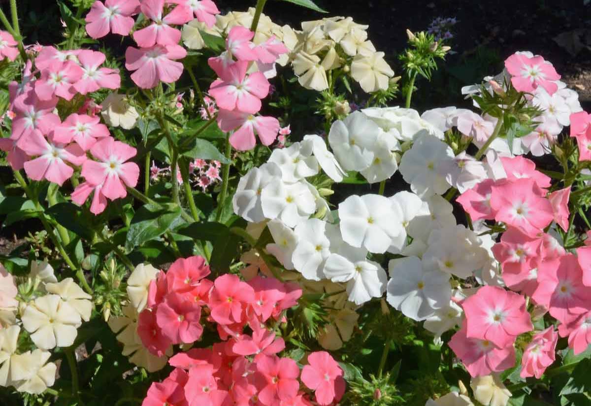 container gardening seeds