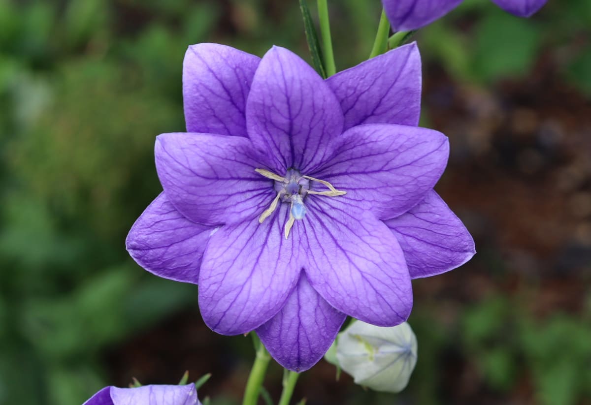 cold zones perennials